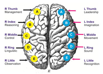 human brain